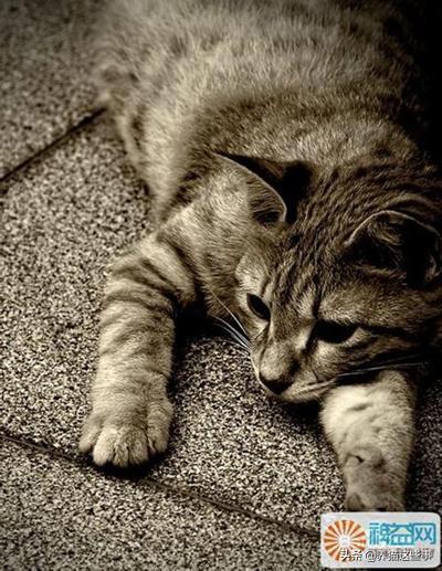 动物消化系统常见疾病案例:消化系统常见疾病的诊治 猫咪肠胃炎的症状有哪些？