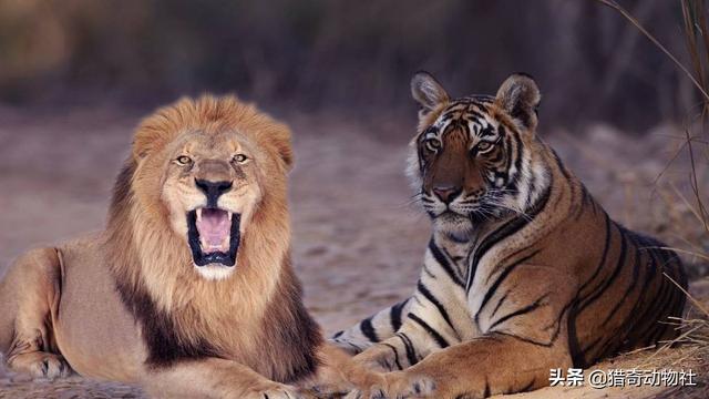老虎在非洲能生存吗，一头非常壮年的森林之王东北虎，一次能杀死30只非洲雄狮吗