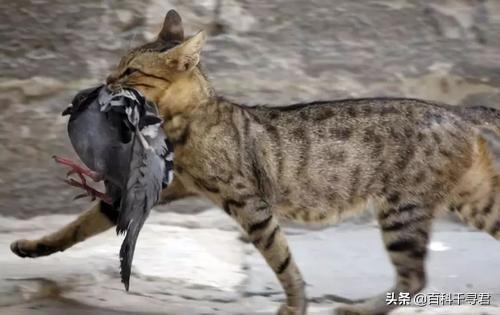 北非沙鼠要多大的笼子:如果把成群野猫放在非洲草原，能否活下去呢？