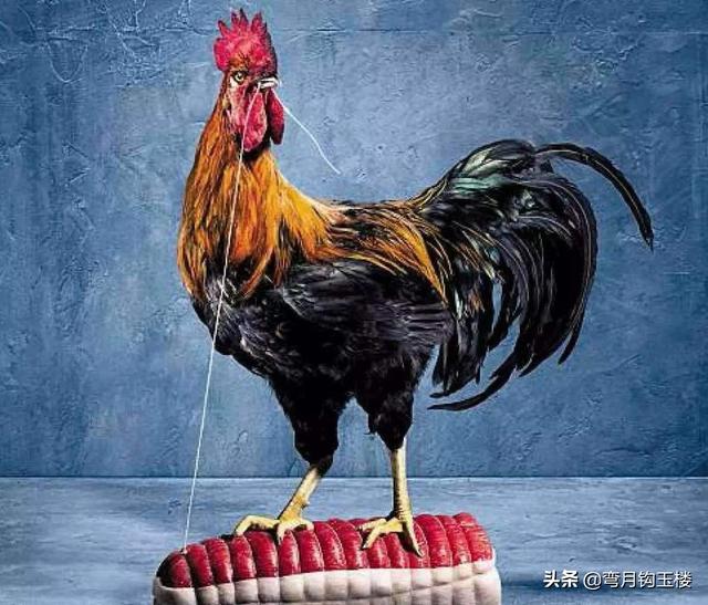 头条问答 - 假如所有人类都变成鸡,保留寿命智商,人类还能重建社会吗?