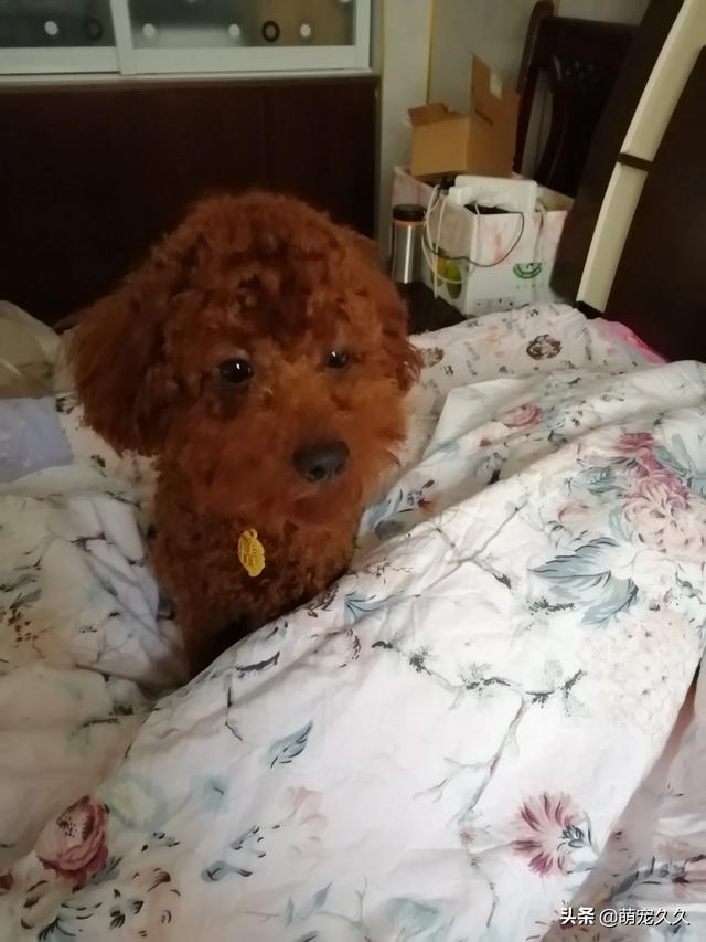 名狗图片凶猛:男孩子喜欢养什么品种的狗狗？