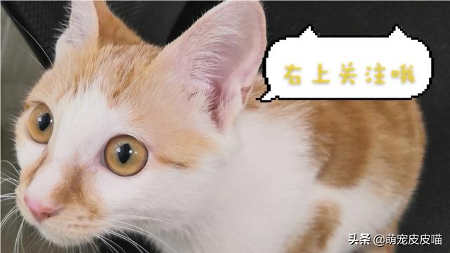 国产蓝钻猫砂:猫拉出的屎究竟有多臭，怎样能改善猫排泄物臭的问题呢？