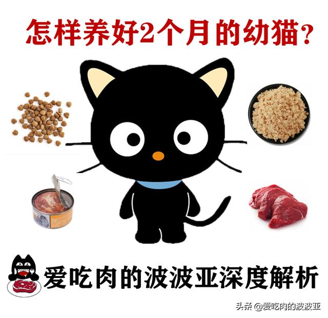 幼猫怎么养:怎样养好两个月的幼猫呢？