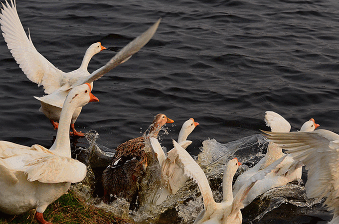 680_450gif 动态图 动图