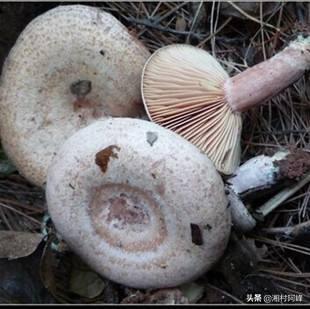 地皮菇可以种植吗，怎样栽培各类优质高产蘑菇