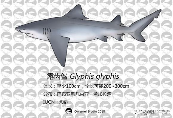 把鲨鱼放在淡水湖会怎么样？
