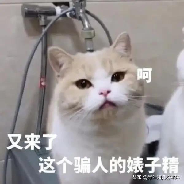 可爱萌宠图片:图片可爱萌萌哒头像 大家有没有什么萌宠表情包？越沙雕越可爱越好？