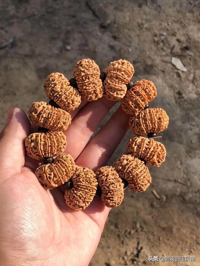 金刚菩提的好坏,如何区分小金刚菩提子好坏？