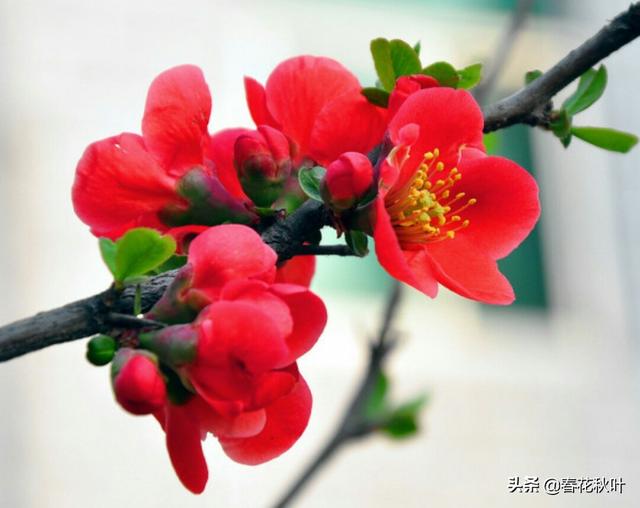 头条问答 木瓜海棠花都有哪些颜色 有何种植技巧 6个回答