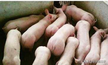 猪寄生虫病:体外寄生虫会引起猪哪些疾病？