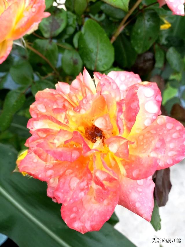 鸟虫鱼论坛的自频道:花卉如何浇水才能长得好？