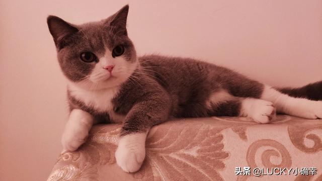 宠物情人调教法漫画贴吧:请问你养宠物，是你去适应宠物还是宠物去适应您？