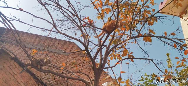 盆景猫:虎刺梅，整株生有尖刺，盆栽要注意什么？