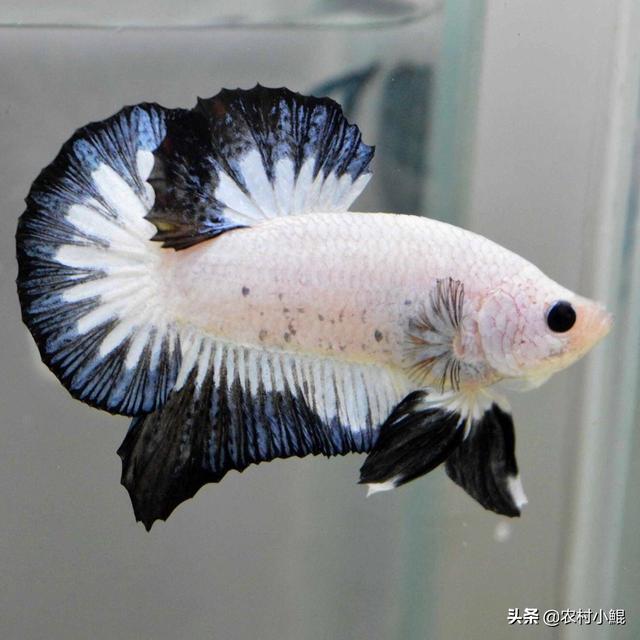 中国宠物俱乐部观赏鱼:个人养殖什么观赏鱼能赚钱？