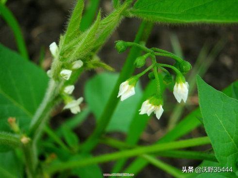 哈尔滨华隆狐狸饲料:请问黑龙江接连大雨，会影响今年大豆产量吗？