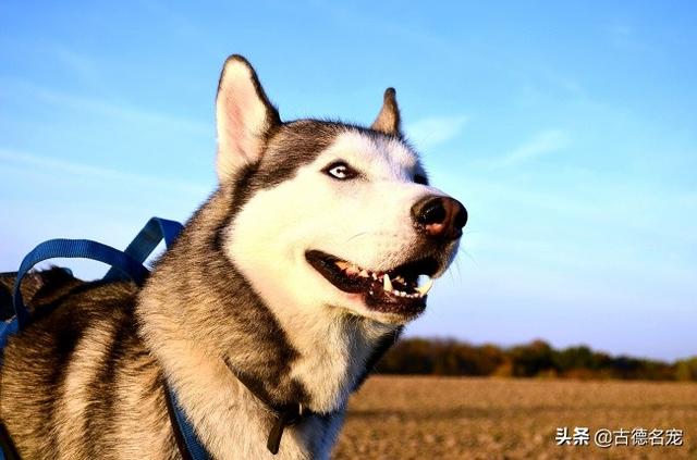 女人犬交:女生建议养公犬还是母犬，为什么？有什么理由吗？