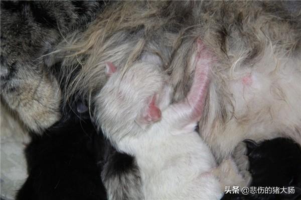 犬瘟热传染人吗:犬瘟会传染给人吗 犬瘟热传染人吗？犬瘟热是怎么得的？