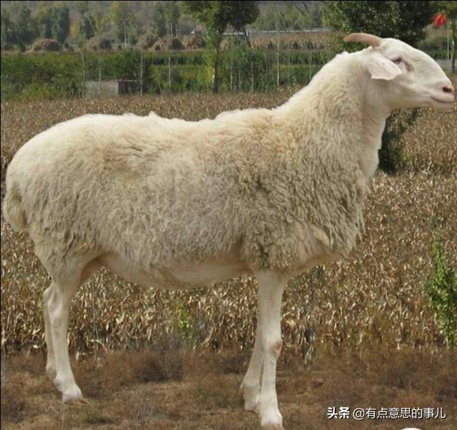 小古牧犬价格:想养50只小尾寒羊，大约需要投入多少成本？