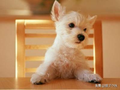 德牧趴蹄会自己好吗:德牧犬需要打什么样的疫苗？
