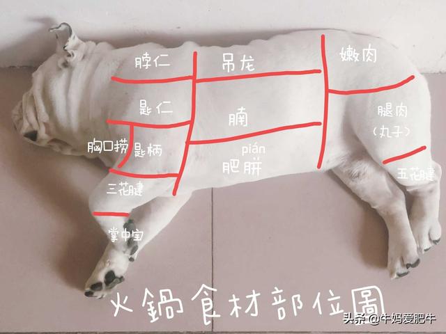 英国斗牛犬交易吧:一只法斗幼犬大概得多少钱？