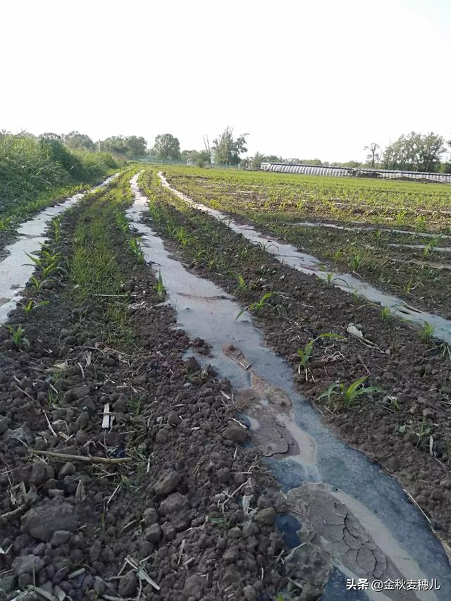 以后农村会大规模机械化种植吗，现在机械化慢慢进入农村，如果是你愿意成为一个种植大户吗