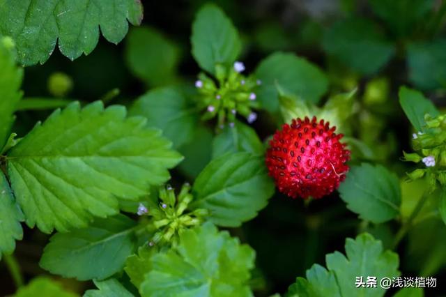 蛇灭门种子多少钱一斤:为什么农村里，七叶一枝花明明不可以防蛇，还有人说可以？