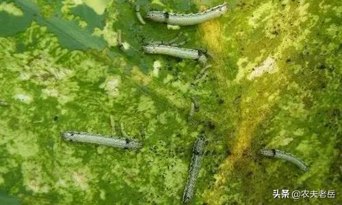 头条问答 大白菜食叶害虫有哪些 大白菜食叶害虫怎么防治 7个回答