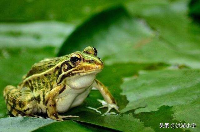 蛙眼守宫不吃能活多久:小青蛙不上食台不吃饲料怎么办？