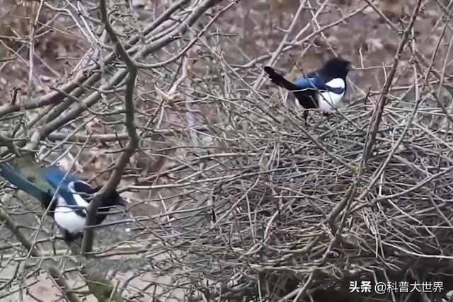 拟厦鸟巢内部:喜鹊窝建在树杈上为什么这么牢固，掉不下来呢？