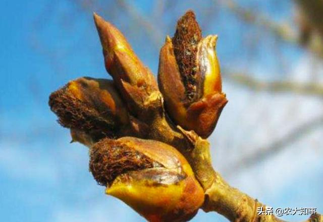 农村收杨树芽会用来干什么，杨树芽成了“宝”，一斤高达几十元，到底有什么大用途？