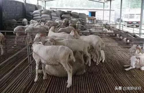 牛弓形虫病的症状图片:母猪弓形虫病的症状图片 羊常见的寄生虫病有何介绍，养羊应如何进行驱虫？