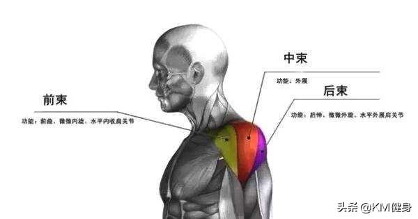 俯卧撑锻炼哪些肌肉,每天做俯卧撑，哪里会长肌肉？