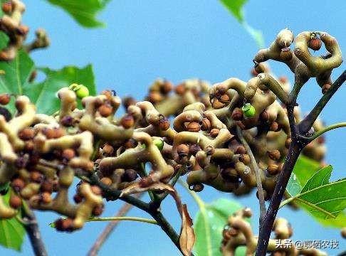 拐枣壮阳，拐枣树如何种植，才能提高产量和品质