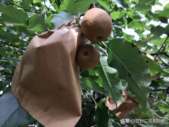 俊介君是什么品种:在南方最晚熟的梨树品种是什么品种？如何种植？