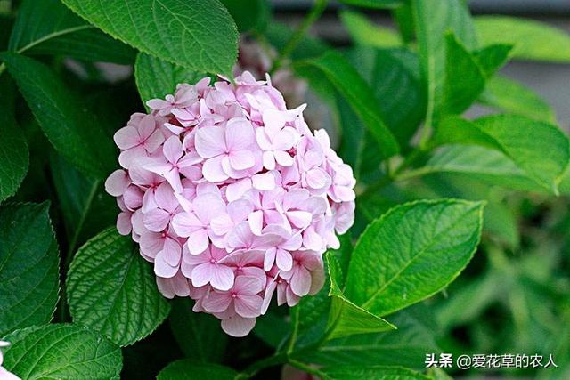 八仙花图片:八仙花图片和介绍 八仙花得了白粉病，该怎么治？