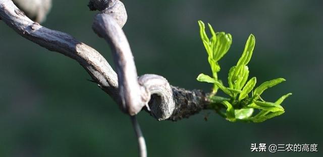 头条问答 俗话说 宅子现四喜 家中出能人 这四喜指的是什么 三农的高度的回答 0赞
