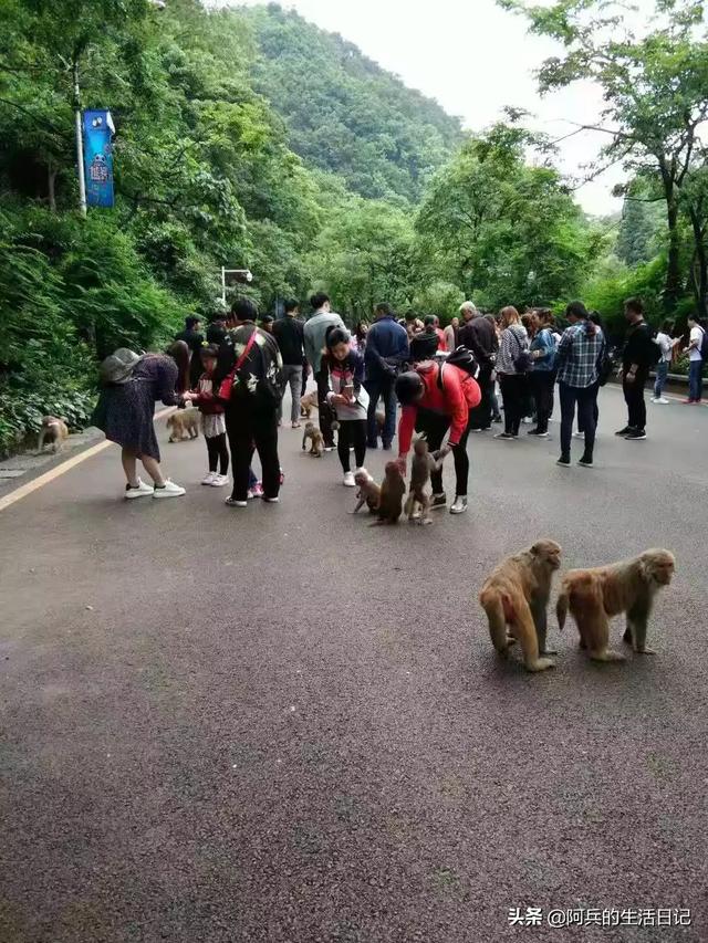 黑喉草雀贵阳:贵阳黔灵山公园怎么样？好不好玩？