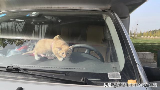 将猫咪放微波炉视频:房车旅行可以带猫吗？为什么？