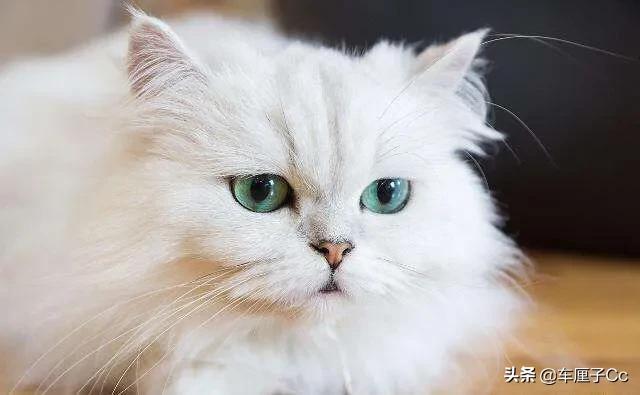 短毛波斯猫一天喂几次:为什么说养波斯猫会很费心？