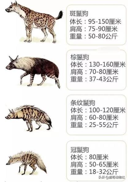豺狗主要分布在什么地方，豺狼虎豹的豺是一个什么动物