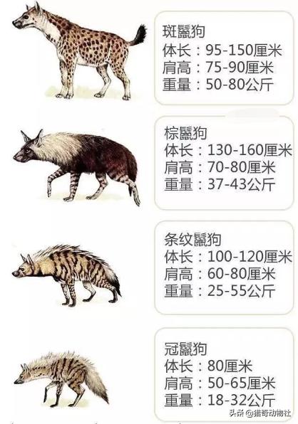 鬣狗狮子:是鬣狗对狮子的危害大，还是豺和狼对老虎的危害大