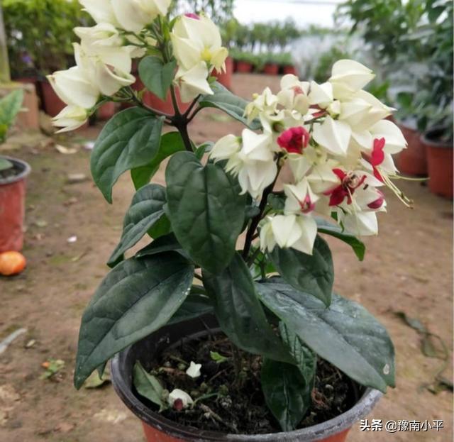 龙吐珠花图片:龙吐珠怎么做开花多?请回复？