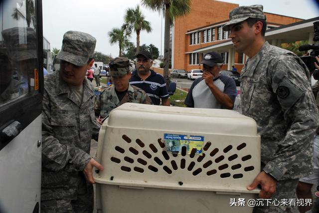 许昌宠物狗训练:采用正强化方法训练宠物狗有哪些优势？