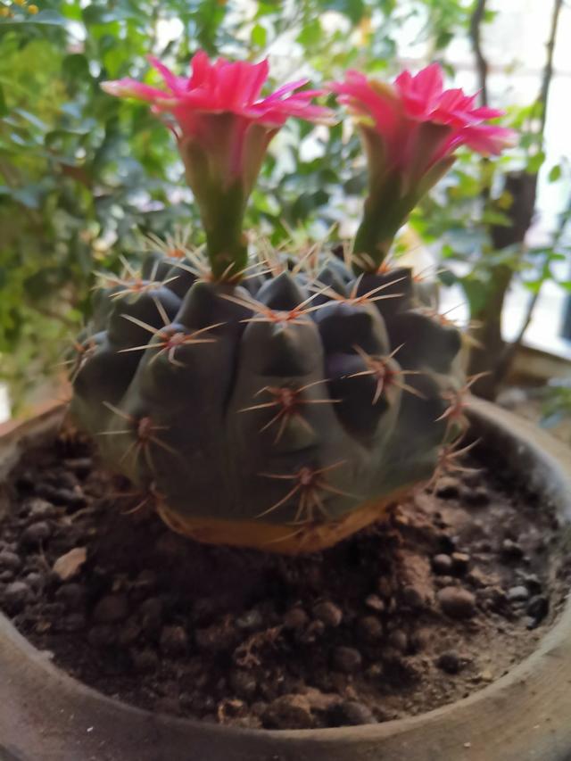 你是爱养花的人吗 都养什么品种的花 养死过多少花 头条问答