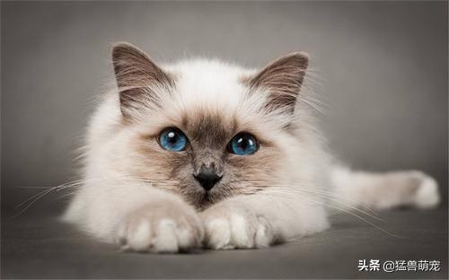 猫咪吃水果拉稀:我家猫咪为什么吃猫粮就拉稀啊？