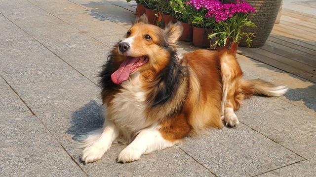 喜乐蒂牧羊犬价格多少:养一只喜乐蒂是怎样一种体验？