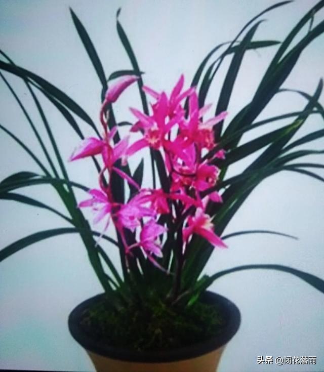 金边兰花红贵妃香吗？