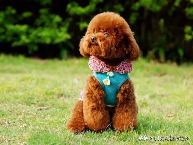 泰迪为什么会髌骨脱位:宠主的哪些行为会让泰迪犬寿命减短呢？