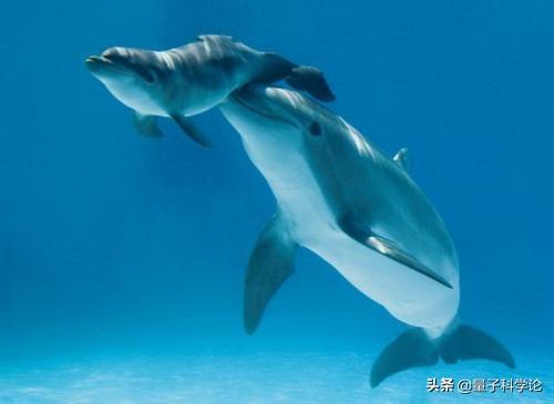 大型动物交配:豹子和狮子能杂交吗？后代会是怎样的动物？