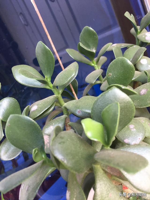 玉树养成盆景的几个技巧，为什么有人养在室内就容易挂掉呢？插图27